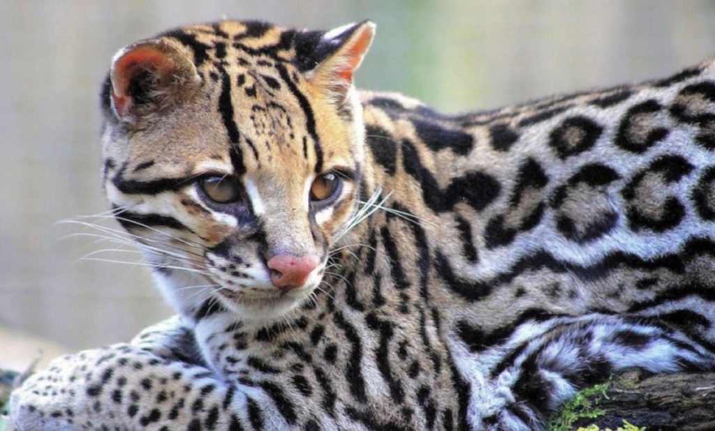 Ocelote Pequeno Felino Que Parece Un Gato Domestico Evolucion