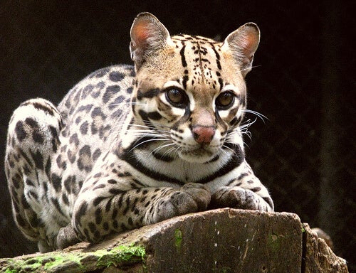 Ocelote Pequeno Felino Que Parece Un Gato Domestico Evolucion