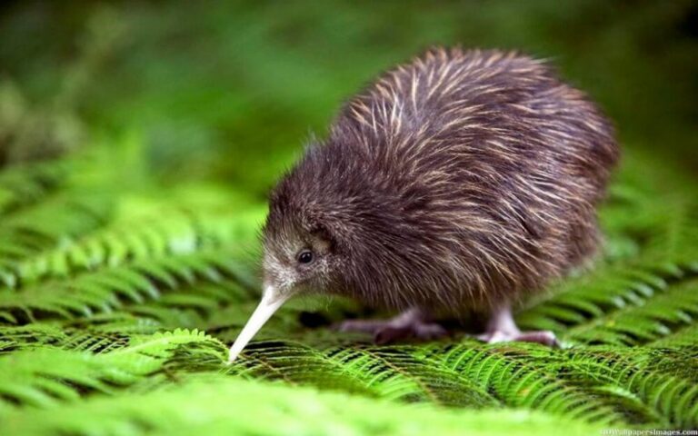 EL KIWI Aunque es un ave, no puede volar porque sus alas ¡las tiene de