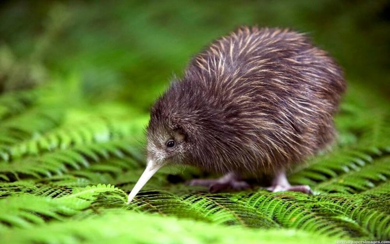 El Kiwi Aunque Es Un Ave No Puede Volar Porque Sus Alas Las Tiene De Adorno Evolucion